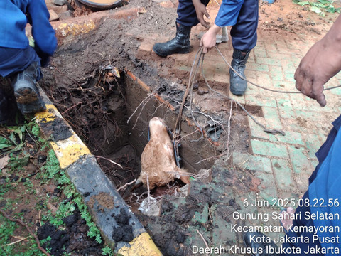 Sapi kurban terperosok ke sumur resapan di kawasan Kemayoran, Jakarta Pusat, Jumat (6/6). Foto: Dok. Istimewa