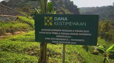 Kebun pegagan di Kalurahan Sidoharjo, Samigaluh, Kulon Progo. Foto: Dok. Paniradya Kaistimewan