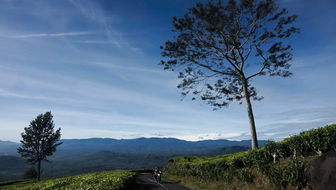 Jalur yang membelah lanskap perkebunan teh Kota Pagar Alam yang juga sering didatangi para pecinta alam untuk sekedar berkemah, Minggu (8/7) Foto: abp/urban id