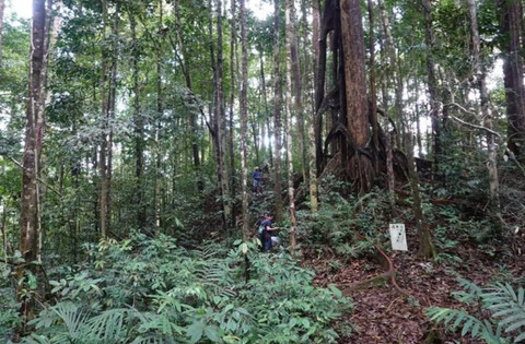 Kemenhut via ANTARA