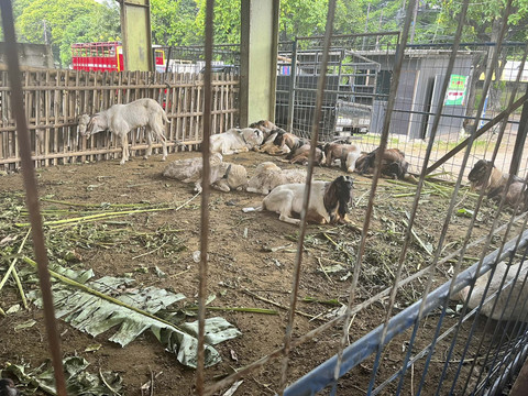 Sisa hewan kurban yang tidak laku terjual di kawasan Jl. TB Simatupang, Jakarta Selatan, Senin (9/6/2025). Foto: Nasywa Permana/kumparan