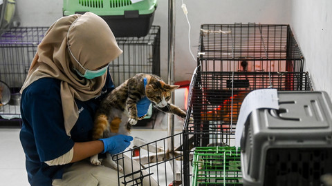 Dokter memeriksa hewan di Puskeswan Ragunan, Jakarta, Selasa (10/6/2025). Foto: ANTARA FOTO/Rivan Awal Lingga
