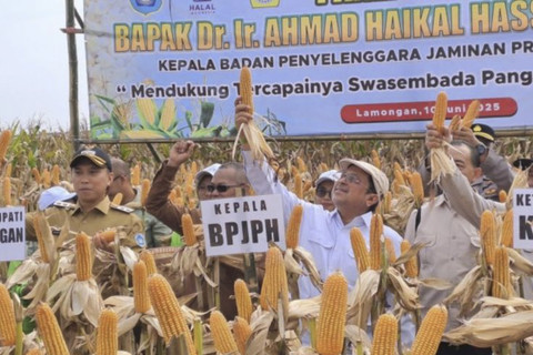 Kepala BPJPH Kemenag RI Ahmad Haikal Hassan Barras menunjukkan hasil panen jagung hasil rekayasa genetik saat panen raya di lahan pertanian Desa Banyubang, Kecamatan Solokuro, Kabupaten Lamongan, Jawa Timur, Selasa (10/6/2025). Foto: Alimun Khakim/ANTARA