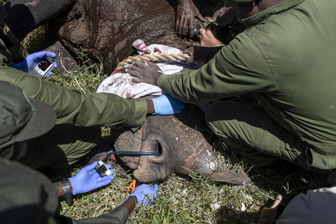 Dokter hewan dan Otoritas satwa liar Kenya memulai pemindahan 21 badak hitam ke Suaka Badak dari Taman Nasional Danau Nakuru pada tanggal 7 Juni 2025. Foto: Tony Karumba / AFP