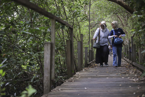 Wisatawan berjalan di antara pohon mangrove di Banyuurip Mangrove Center, Ujungpangkah, Gresik, Jawa Timur, Kamis (12/6/2025). Foto: Rizal Hanafi/ANTARA FOTO