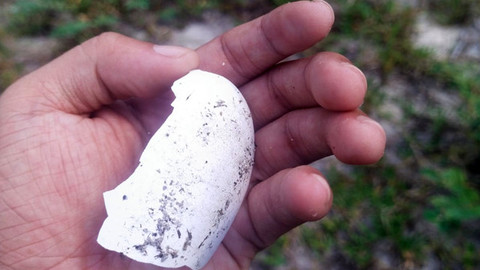 Sisa kulit telur Maleo Gosong yang ditemukan di Para Lelle, Kecamatan Tatoareng, Kabupaten Kepulauan , Sulawesi Utara.