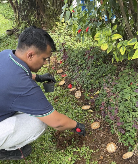 Kegiatan tanam pohon di Plataran Puncak. Foto: DN. Mustika Sari/kumparan