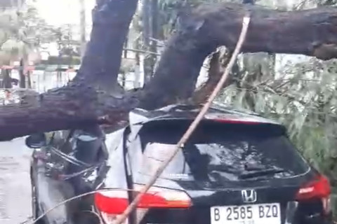 Penanganan pohon tumbang di Jl Sang Timur, Kebon Jeruk, Jakarta Barat, Sabtu (14/6/2025). Foto: Dok. Istimewa