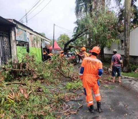 Pohon Tumbang di Jakarta, Sabtu (14/6/2025). Foto: BPBD Jakarta