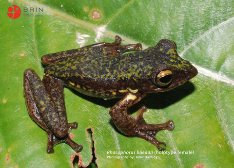 Wujud spesies baru katak endemuk Sulawesi Rhacophorus boeadii.  Foto: Dok. BRIN