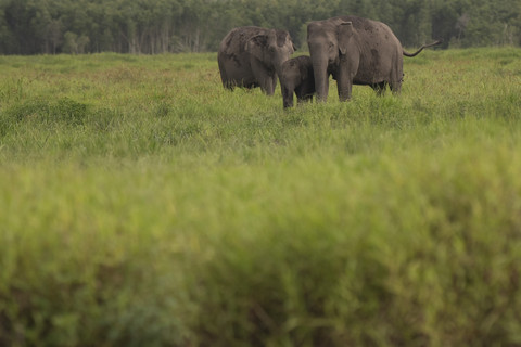 Seekor gajah sumatra (Elephas maximus sumatranus) mencari makan di areal Suaka Margasatwa Padang Sugihan, Ogan Komering Ilir (OKI), Sumatera Selatan, Rabu (18/6/2025). Foto: Nova Wahyudi/ANTARA FOTO