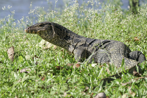 Ilustrasi biawak. Foto: Shutterstock