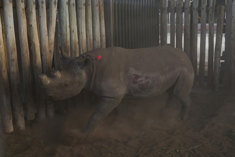 Sebuah anak panah terlihat pada seekor badak hitam yang telah dibius sebelum ditangkap dan dimasukkan ke dalam sebuah kontainer di Taman Hluhluwe-Imfolozi, provinsi KwaZulu-Natal, Afrika Selatan, Jumat (12/6/2025). Foto: Siphiwe Sibeko/REUTERS