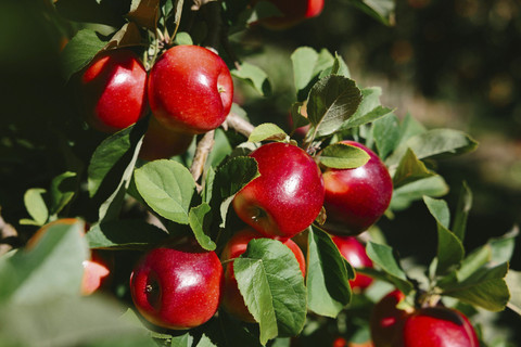 Apel Rockit hadirkan buah dari musim terbaru di 2025. Foto: Dok. Rockit
