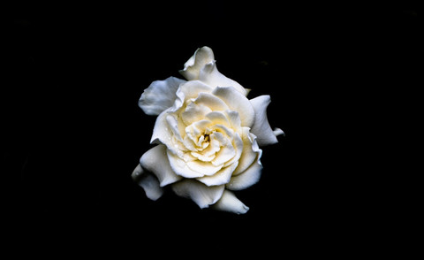 Ilustrasi Ciri-Ciri Bunga Gardenia          Sumber Unsplash/Parker Sturdivant