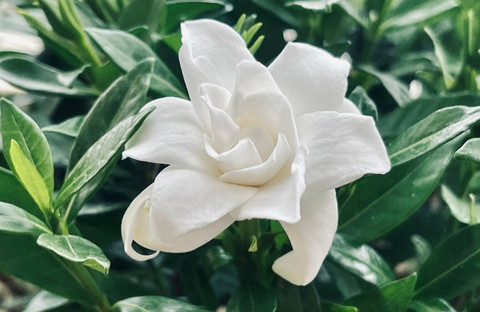 Ilustrasi Ciri-Ciri Bunga Gardenia          Sumber Unsplash/Xu Jiebing