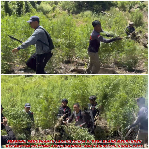 Ladang ganja di Aceh yang diungkap Bareskrim Polri. Foto: Dok. Istimewa