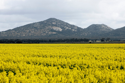 Canola Fields. Foto: dok. Visit Victoria