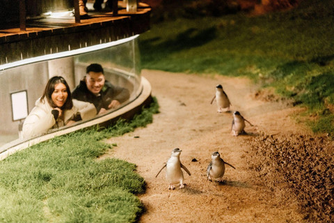 Penguin Parade at Phillip Island. Foto: Visit Victoria