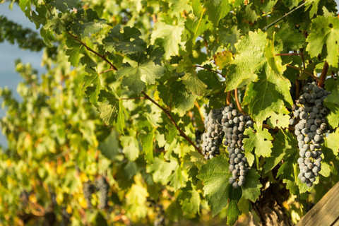 Yarra Valley. Foto: Visit Victoria