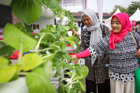 Sejumlah ibu-ibu dari kelompok tani memperkenalkan hasil budidaya sayuran Pakcoy lewat konsep Urban Farming di kawasan Cilandak, Jakarta, Rabu (25/6/2025). Foto: Iqbal Firdaus/kumparan