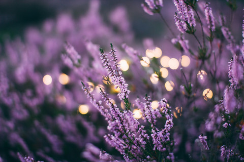 Unsplash/Daiga Ellaby