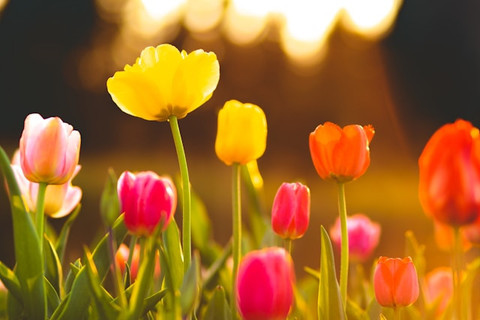 Ciri-ciri bunga tulip. Foto hanyalah ilustrasi. Sumber: Unsplash/Justin Ha