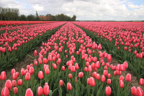 Ciri ciri bunga tulip. Foto hanyalah ilustrasi. Sumber: Unsplash/Lisette Verwoerd