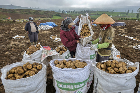 Petani memanen kentang varietas Granola saat musim panen awal musim kemarau di Puncak Brakseng, Batu, Jawa Timur, Sabtu (28/6/2025). Foto: Muhammad Mada/ANTARA FOTO