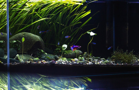 Ilustrasi Rekomendasi Ikan Aquascape Sumber Unsplash/Christian Ang