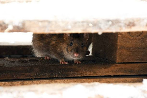 Ilustrasi tikus penyebab leptospirosis. Foto: Pixabay