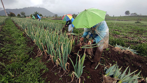 Subsektor Hortikultura menjadi salah satu pendorong terjadinya penurunan Nilai Tukar Petani di Sulawesi Utara pada bulan Juni 2025.