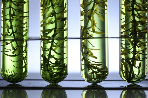 Ilustrasi algae extract. Foto: Shutterstock