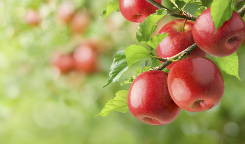 Ilustrasi apel. Foto: Shutterstock