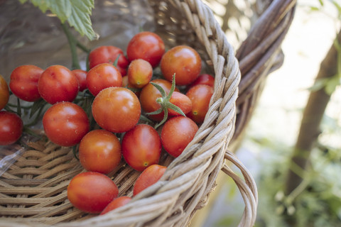 Ilustrasi Tomat. Foto: Shutterstock