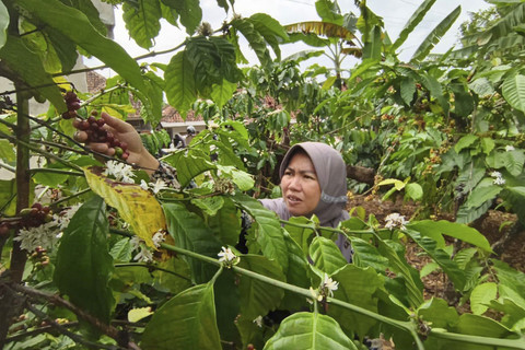 Titi memetik kopi di kebun kopi dekat rumahnya di Desa Cibeureum, Kecamatan Cilimus, Kabupaten Kuningan, Minggu (6/7/2025). Foto: kumparan