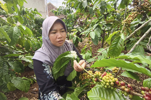 Titi memetik kopi di kebun kopi dekat rumahnya di Desa Cibeureum, Kecamatan Cilimus, Kabupaten Kuningan, Minggu (6/7/2025). Foto: kumparan
