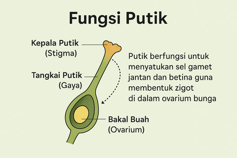 Ilustrasi Ciri Ciri Putik