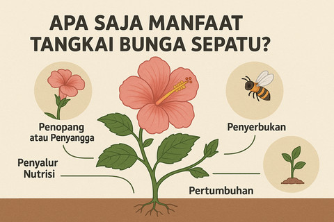 Manfaat tangkai bunga sepatu.