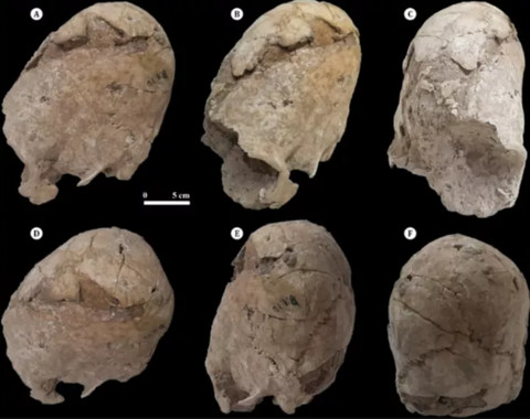 International Journal of Osteoarcheology/Mahdi Alirezazadeh/ Hamed Vahdati Nasab