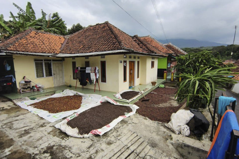 Suasana perumahan di Desa Cibereum yang semua pekarangan buat jemur biji kopi, Minggu (6/7/2025). Foto: kumparan