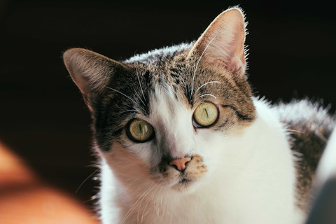 1 Tahun Umur Kucing Berapa Tahun Umur Manusia? Sumber Foto: Unsplash.com/Francesco Ungaro