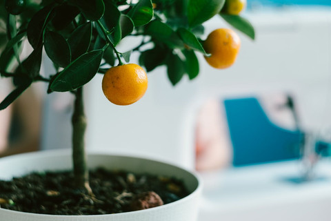 pexels.com/Helen