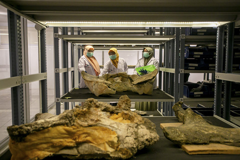 Konservator memeriksa data fosil dan benda purbakala di ruang penyimpanan Laboratorium Konservasi Museum dan Cagar Budaya Klaster Bukuran, Kalijambe, Sragen, Jawa Tengah, Rabu (9/7/2025).  Foto: Mohammad Ayudha/ANTARA FOTO