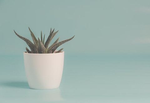 pexels.com