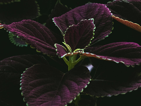 unsplash/pranav adarsh