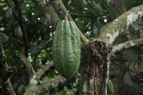 Ilustrasi Buah Kakao Uganda. Foto: PHILEMON BARBIER/AFP