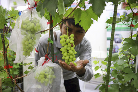 Pengunjung mengamati anggur hasil tanaman hidroponik pada Festival Urban Farming 2025 di Gedung Nyi Ageng Serang, Jakarta, Kamis (10/7/2025). Foto: Iqbal Firdaus/kumparan