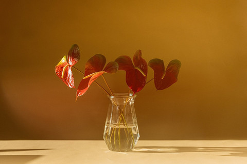 Apakah Tanaman Anthurium Bisa Hidup di Air, sumber gambar unsplash/Ashley Kaneko