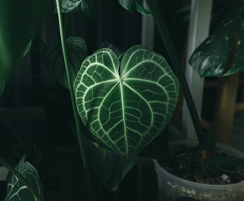 Unsplash/Huy Phan